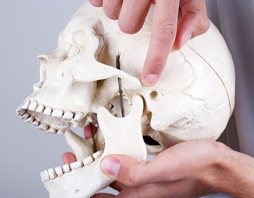 Model of skull and jawbone used T M J treatment planning
